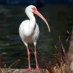 White Ibis