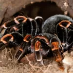 Orange Kneed Tarantula