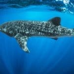 Whale shark