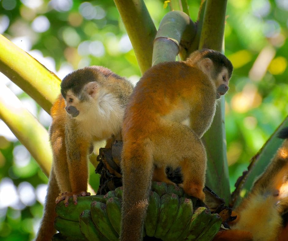 Titi monkey