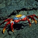 Sally Lightfoot crab