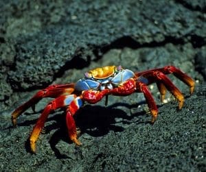 Sally Lightfoot crab