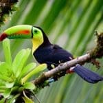 Keel-Billed Toucan