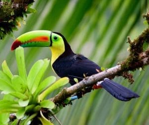 Keel-Billed Toucan