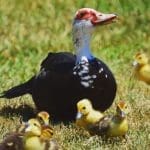 Muscovy Duck