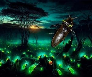 Tortuguero Beetle's Bioluminescent