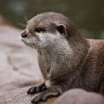 Neotropical otters