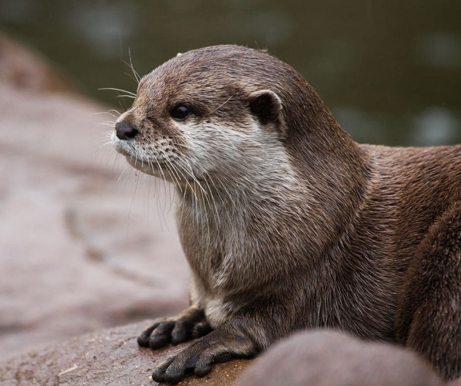 Neotropical otters