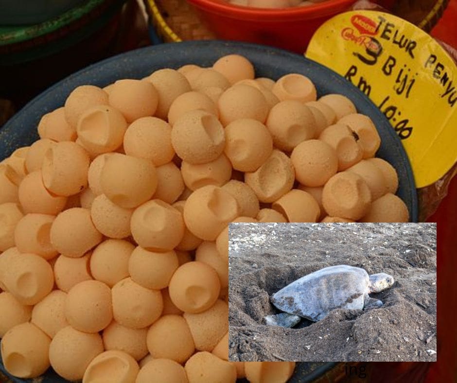 Sea turtle eggs